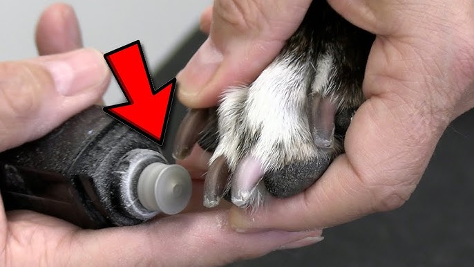 What Nail Grinder Do Groomers Use: Top Picks for Perfect Pet Care